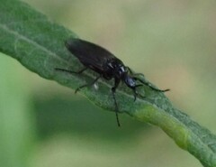 Dilophus febrilis