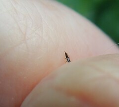 Thysanoptera
