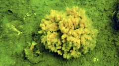 Ciona intestinalis