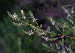 Aloysia wrightii