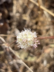 Eriogonum nudum