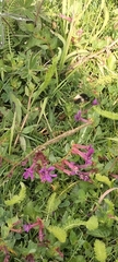 Bombus ephippiatus