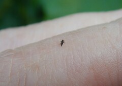 Thysanoptera