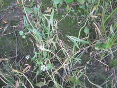 Sagittaria sagittifolia