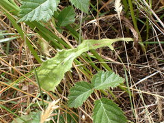 Cichorieae
