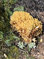 Ramaria flava