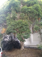 Metrosideros bartlettii