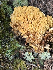 Ramaria flava