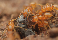 Pheidole tysoni