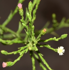 Symphyotrichum subulatum squamatum