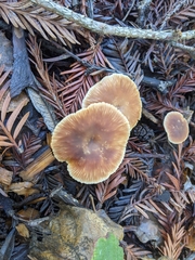 Gymnopus brassicolens