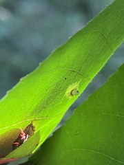 Caryomyia