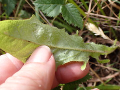 Cichorieae