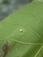 Caryomyia