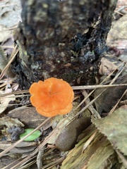 Cantharellus cinnabarinus