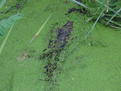 Alligator mississippiensis