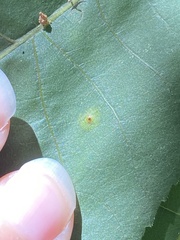 Caryomyia