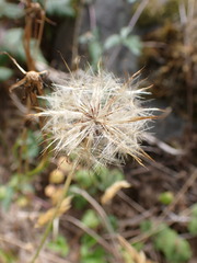 Cichorieae