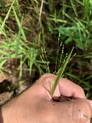Kellochloa verrucosa