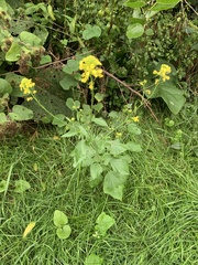 Sisymbrium officinale