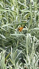 Ochlodes sylvanoides