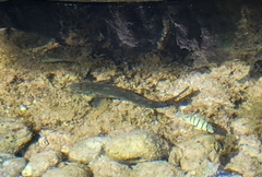 Istiblennius zebra