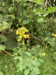 Sisymbrium officinale