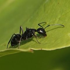 Camponotus vagus
