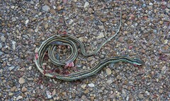 Thamnophis proximus orarius