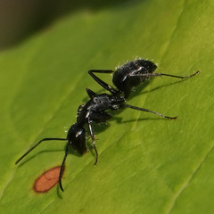 Camponotus vagus