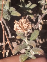 Monardella hypoleuca lanata
