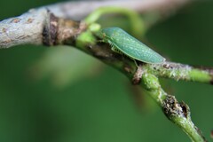 Gyponini