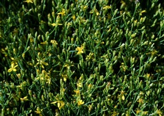 Gutierrezia sarothrae