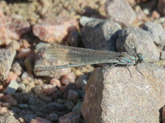Argia lugens