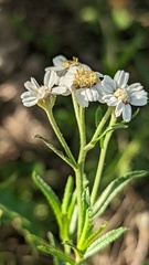 Achillea ptarmica