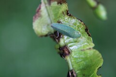 Gyponini