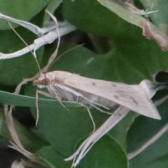 Achyra nudalis