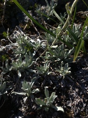Antennaria alpina