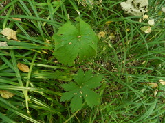 Aconitum septentrionale