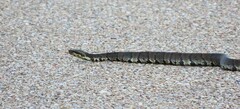 Agkistrodon piscivorus