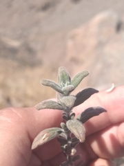 Monardella hypoleuca lanata