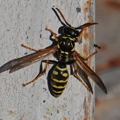 Polistes dominula