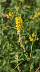 Melilotus altissimus