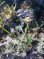 Antennaria alpina