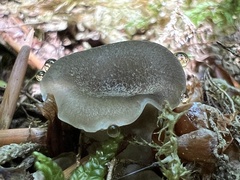 Polyporaceae