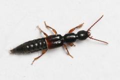 Lathrobium elongatum