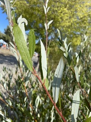 Salix laevigata