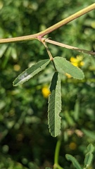 Melilotus altissimus