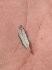 Monardella hypoleuca lanata