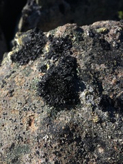 Cornicularia normoerica